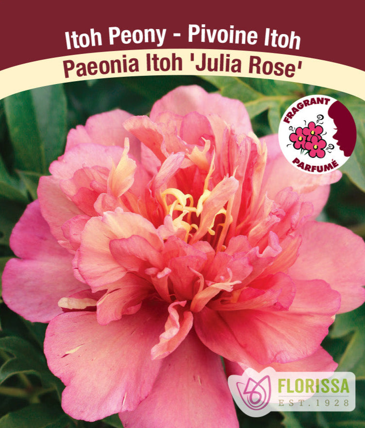 Peony Itoh - Julia Rose, 1 Pack