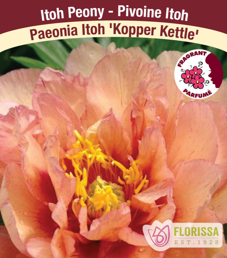 Peony Itoh - Kopper Kettle, 1 Pack