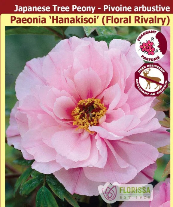 Paeonia suffruticosa - Hanakisoi (Floral Rivalry), 1 Pack