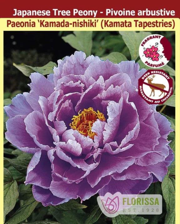 Paeonia suffruticosa - Kamada-nishiki (Kamata Brocade), 1 Pack