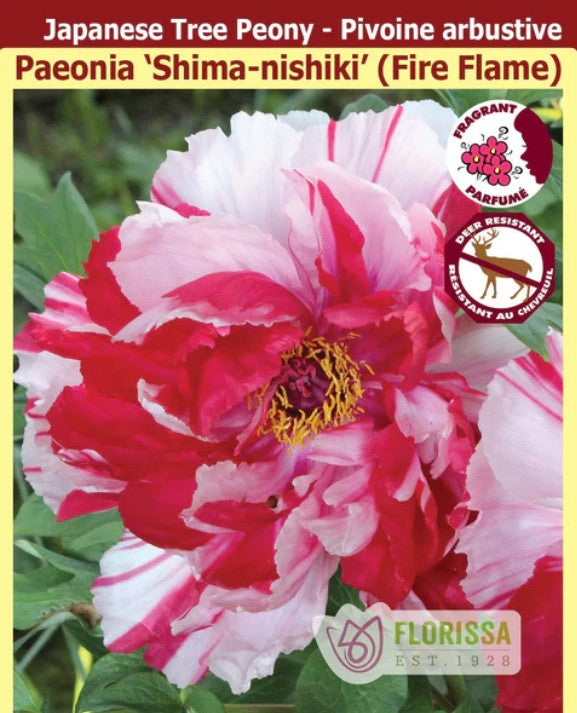 Paeonia suffruticosa - Shima-nishiki (Fire Flame), 1 Pack