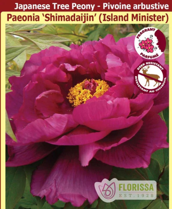 Peony suffruticosa - Shimadaijin (Island Minister), 1 Pack