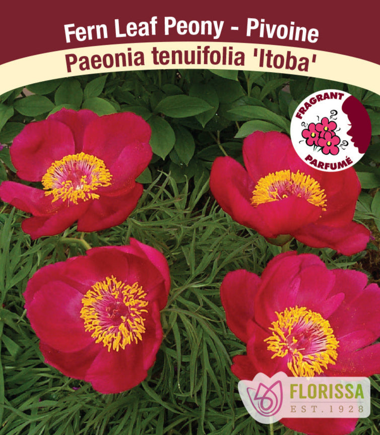 Peony tenuifolia - Itoba, 1 Pack