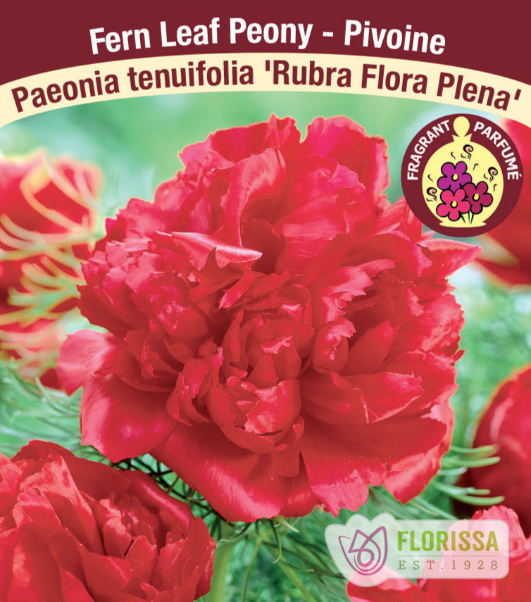 Peony tenuifolia - Rubra Flora Plena, 1 Pack