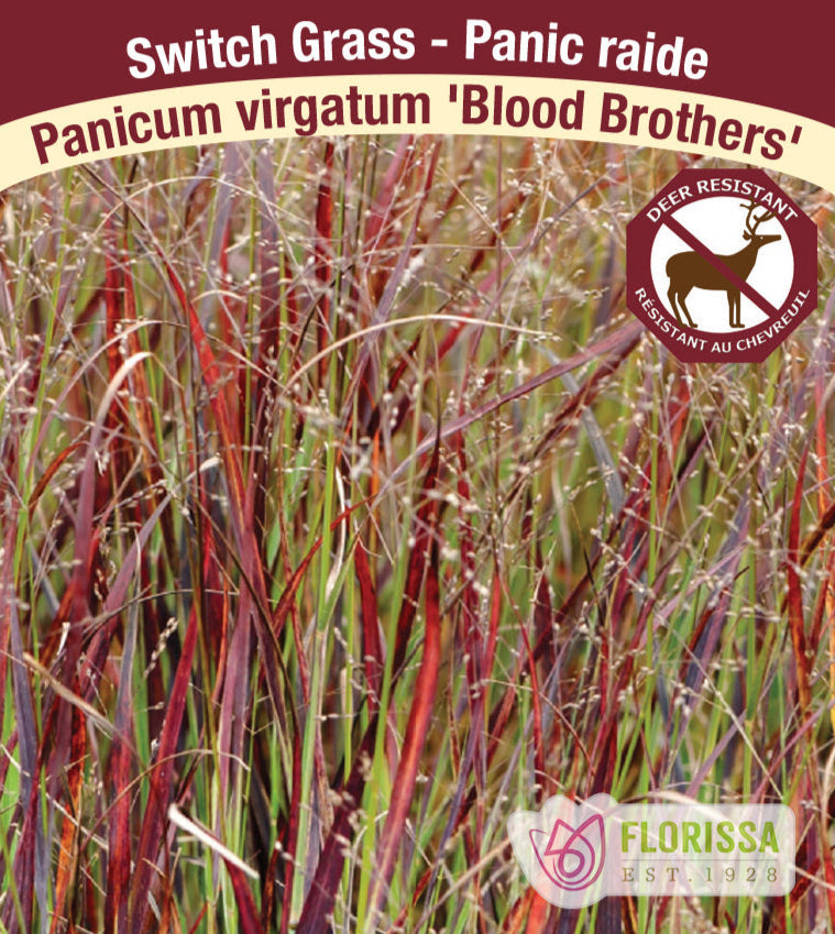 Panicum virgatum - Blood Brothers, 1 Pack