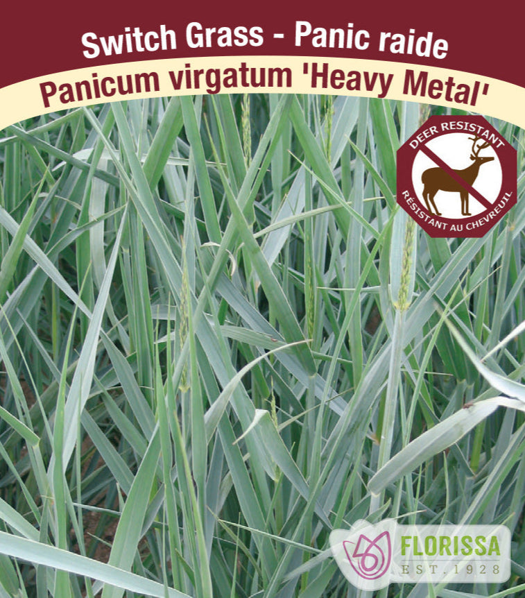 Panicum virgatum - Heavy Metal, 1 Pack