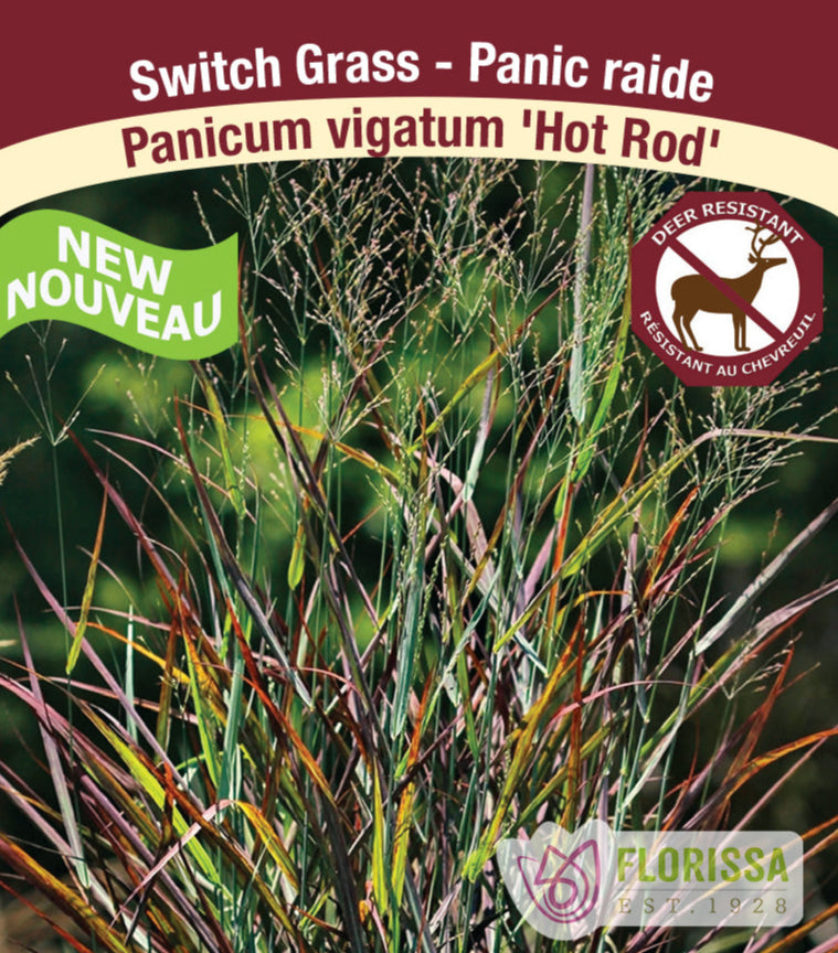 Panicum virgatum - Hot Rod, 1 Pack