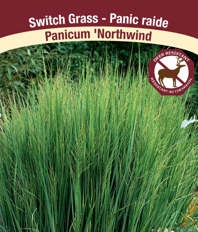 Panicum virgatum - Northwind, 1 Pack