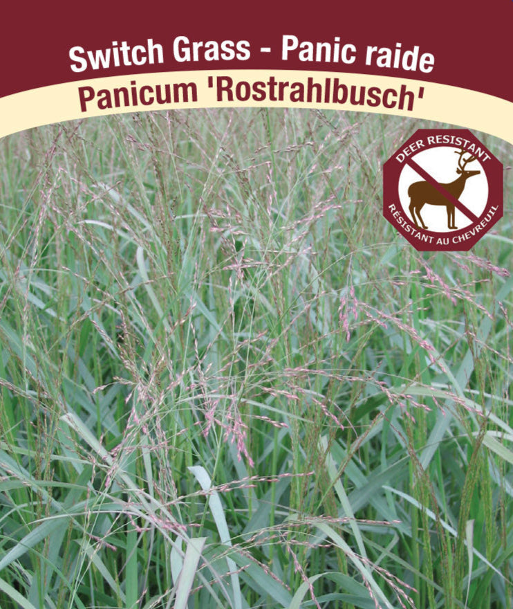 Panicum virgatum - Rotstrahlbusch, 1 Pack