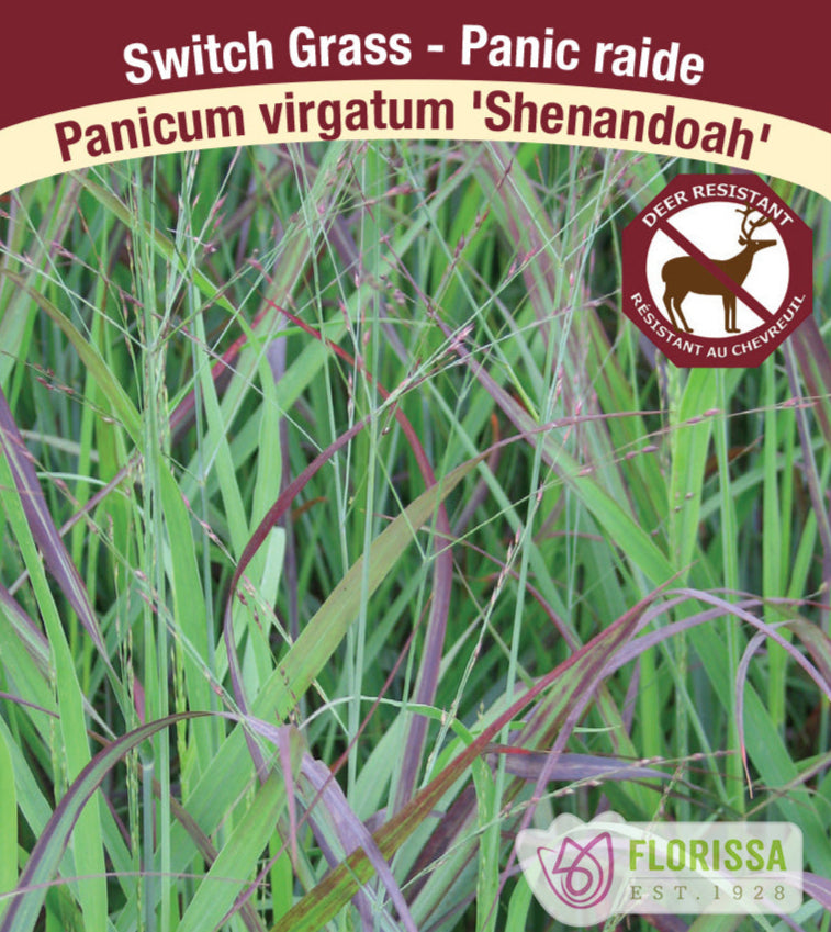 Panicum virgatum - Shenandoah, 1 Pack