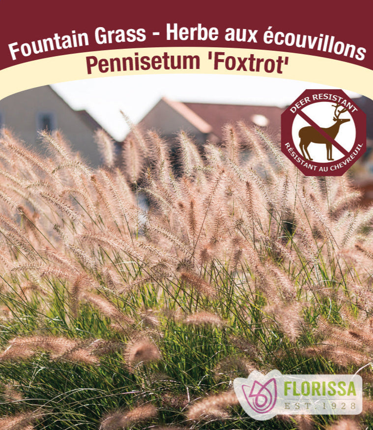 Pennisetum alopecuroides - Foxtrot, 1 Pack
