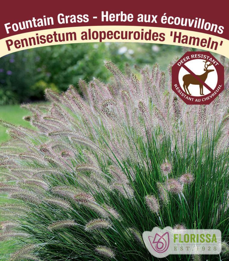 Pennisetum alopecuroides - Hameln, 1 Pack