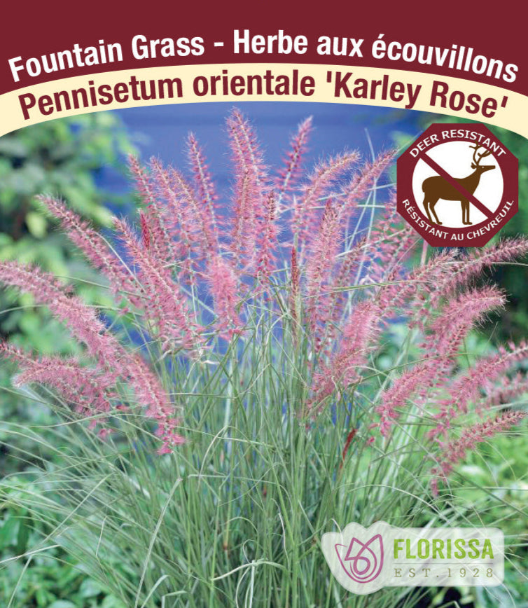 Pennisetum alopecuroides - Karley Rose, 1 Pack