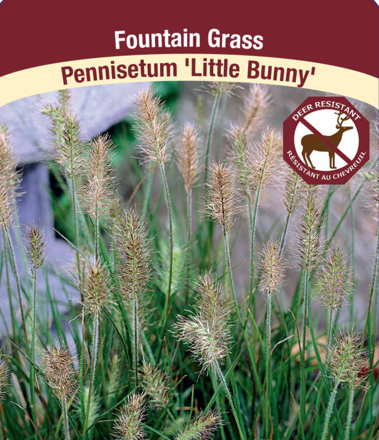 Pennisetum alopecuroides - Little Bunny, 1 Pack