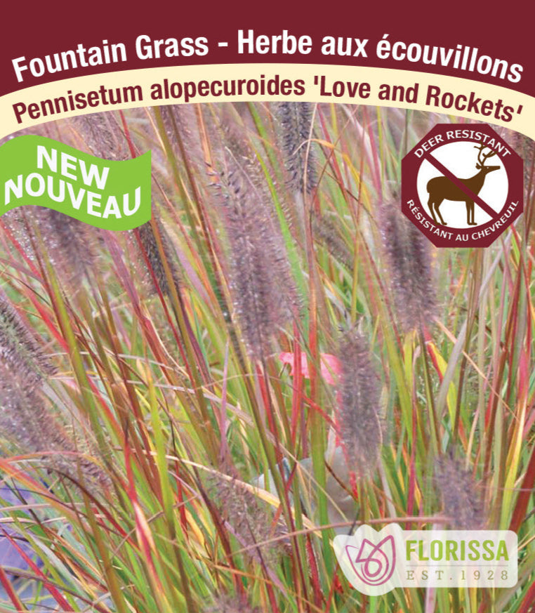 Pennisetum alopecuroides - Love and Rockets, 1 Pack