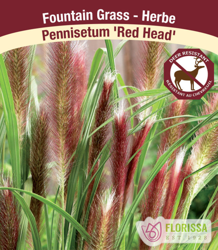 Pennisetum alopecuroides - Red Head, 1 Pack