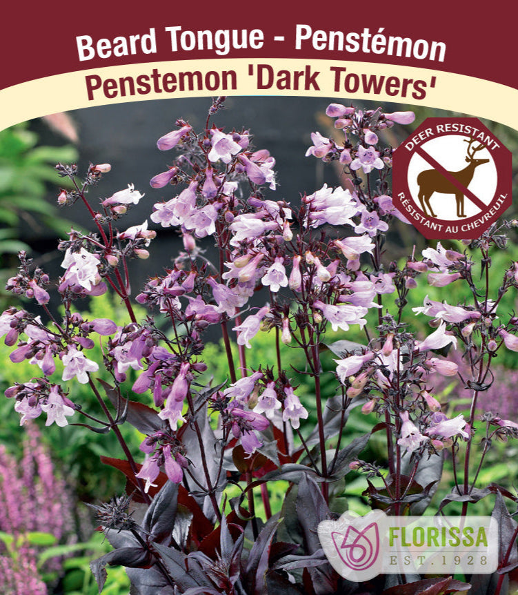 Penstemon - Dark Towers, 1 Pack