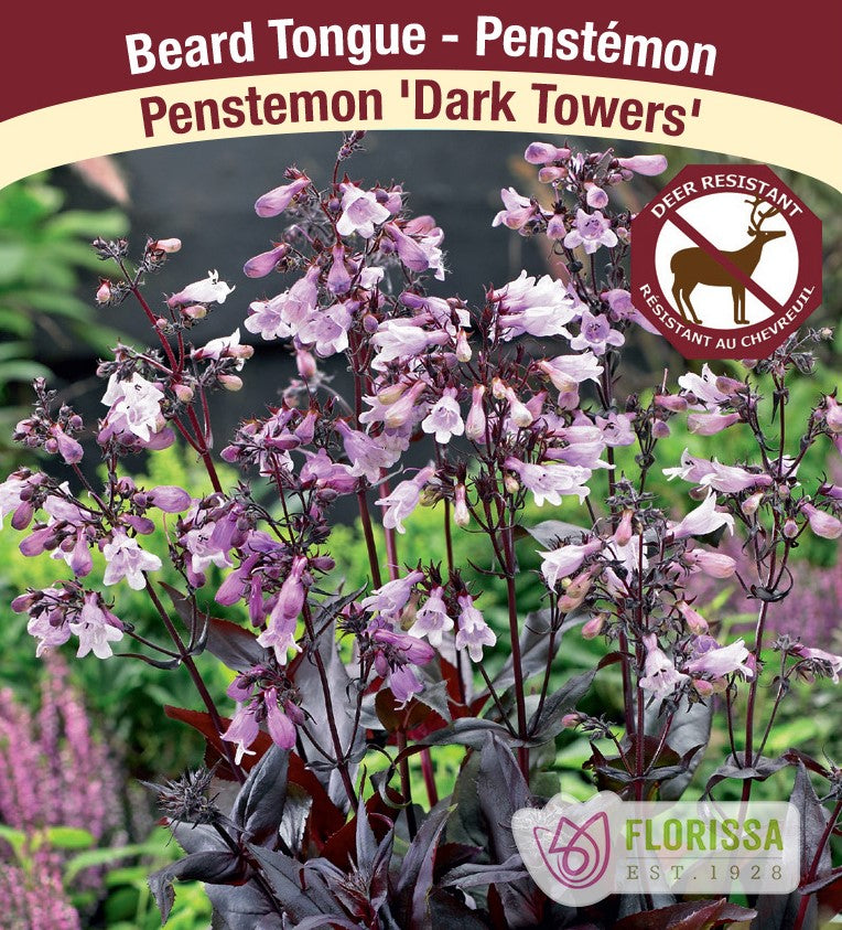 Penstemon - 'Dark Towers'