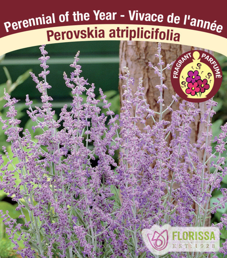 Perovskia - atriplicifolia, 1 Pack