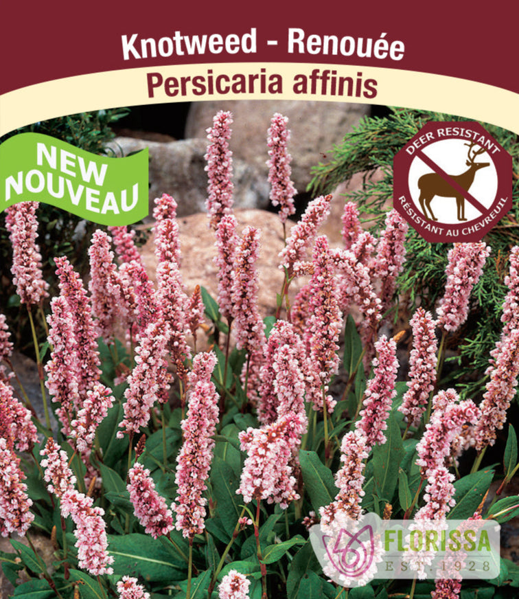 Persicaria - affinis, 1 pack