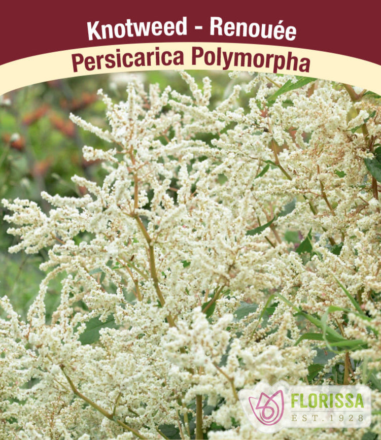 Persicaria - Polymorpha, 1 pack