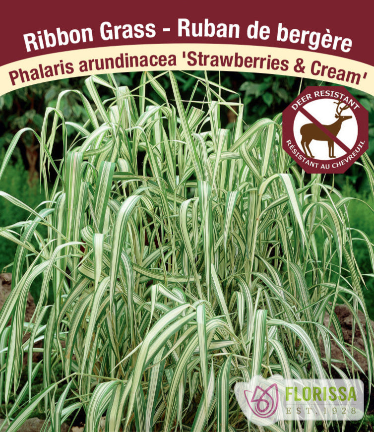 Phalaris arundinacea - Strawberries & Cream, 1 Pack