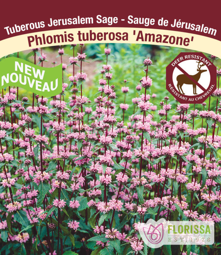 Phlomis tuberosa - Amazone, 1 Pack