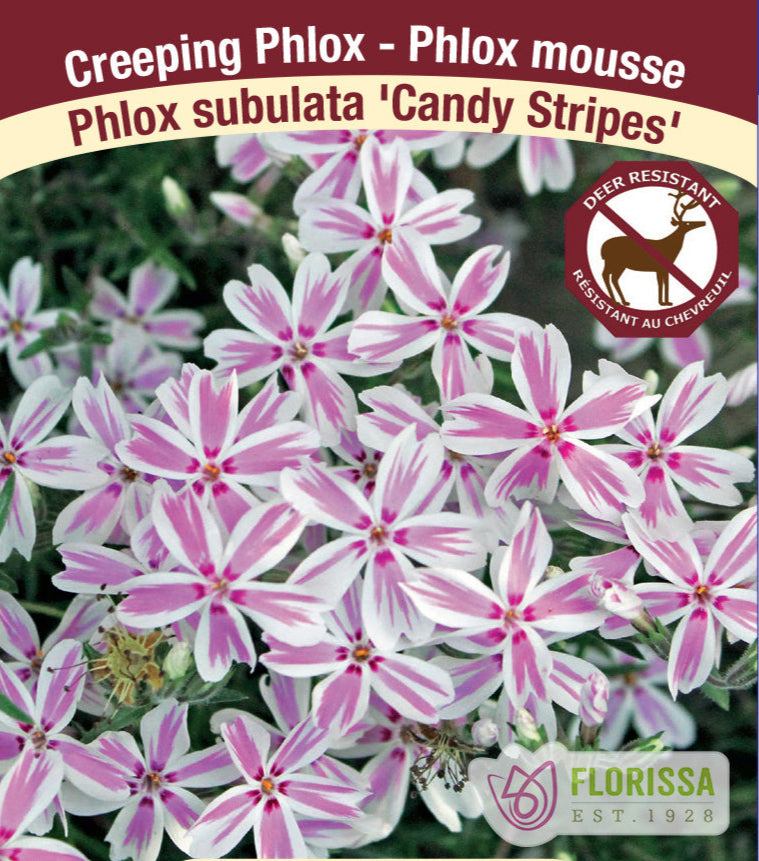 Phlox subulata - Candy Stripe, 1 Pack