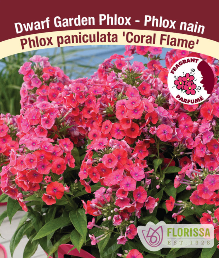 Phlox paniculata - Coral Flame, 1 Pack
