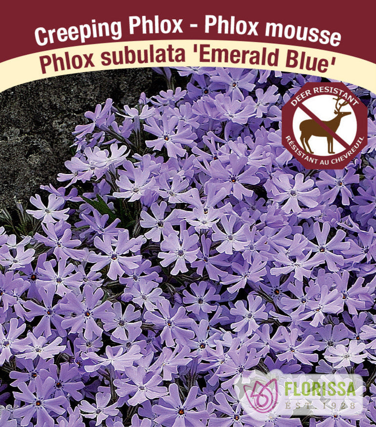 Phlox subulata - Emerald Blue, 1 Pack