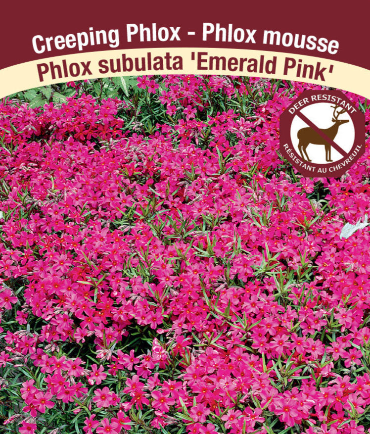 Phlox subulata - Emerald Pink, 1 Pack