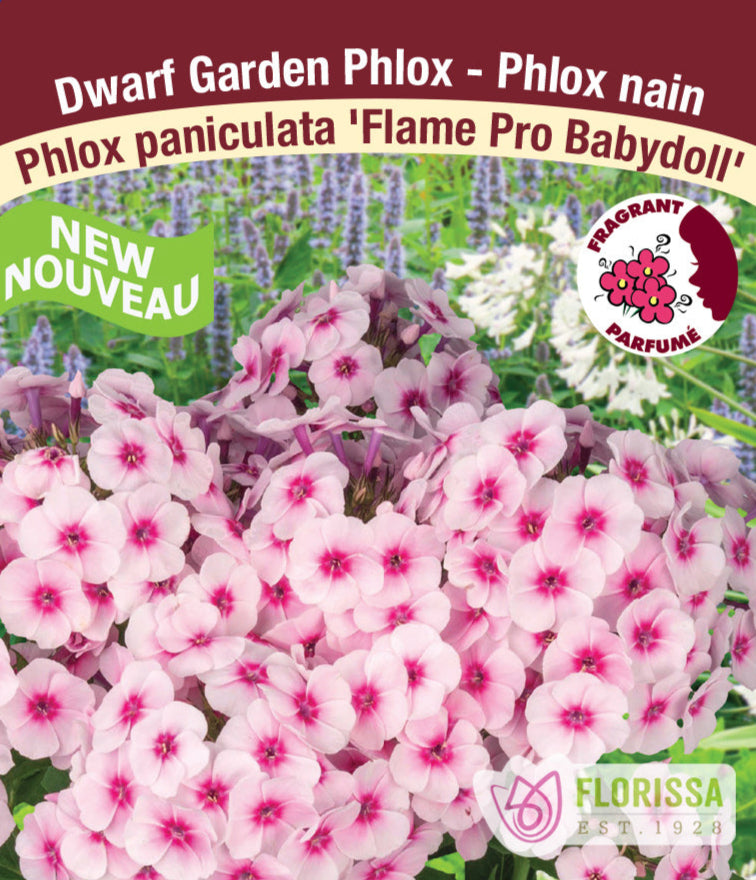 Phlox paniculata - Flame Pro Babydoll, 1 Pack