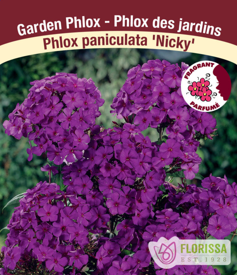 Phlox - Nicky, 1 Pack