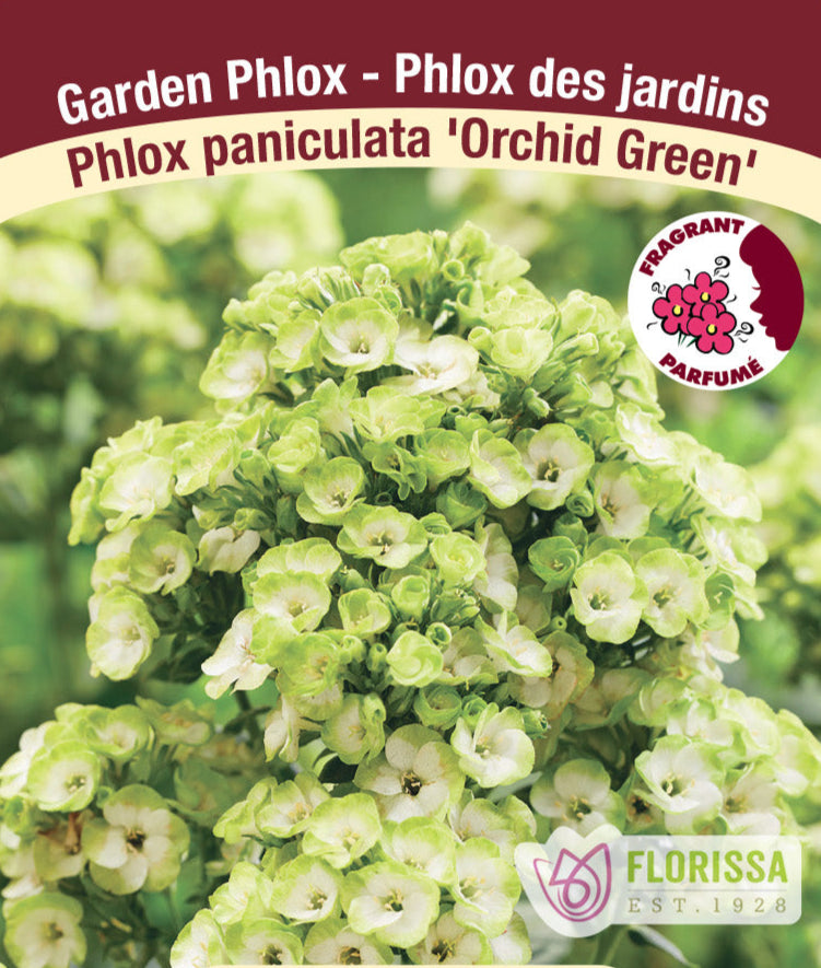 Phlox - Orchid Green, 1 Pack