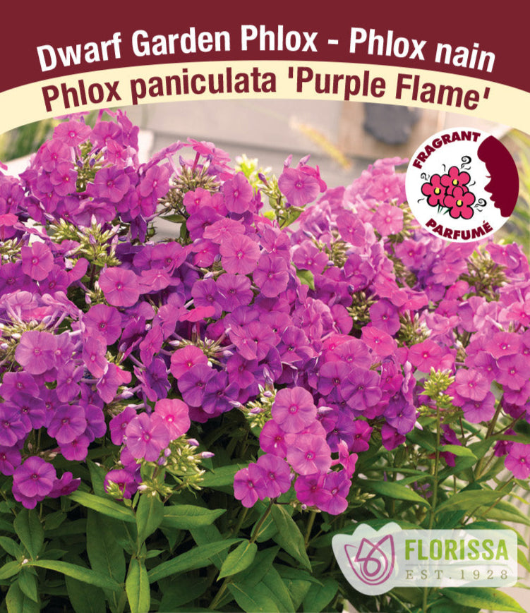 Phlox paniculata - Purple Flame, 1 Pack