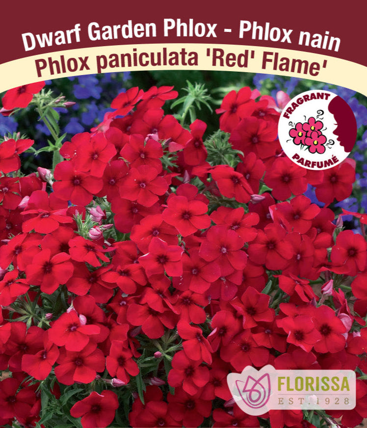 Phlox paniculata - Red Flame, 1 Pack
