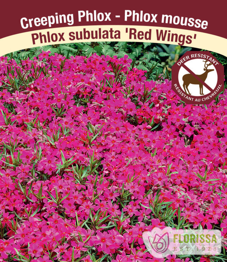 Phlox subulata - Red Wings, 1 Pack