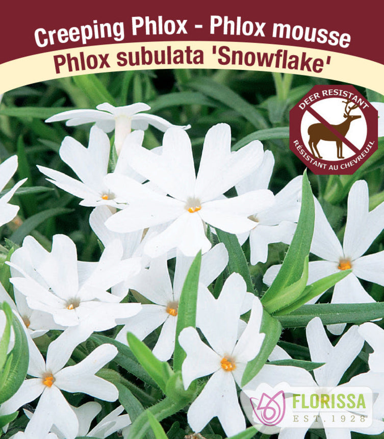 Phlox subulata - Snowflake, 1 Pack