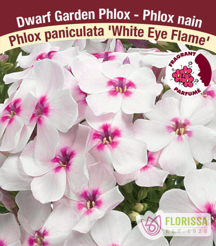 Phlox paniculata - White Eye Flame, 1 Pack