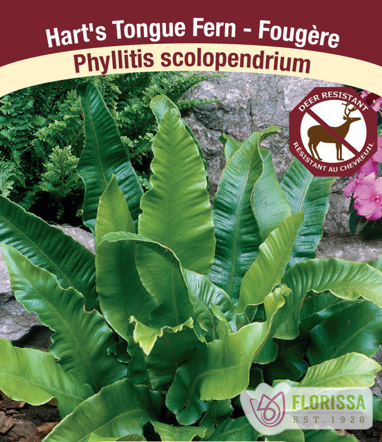 Heart's Tongue Fern - scolopendrium, 1 Pack
