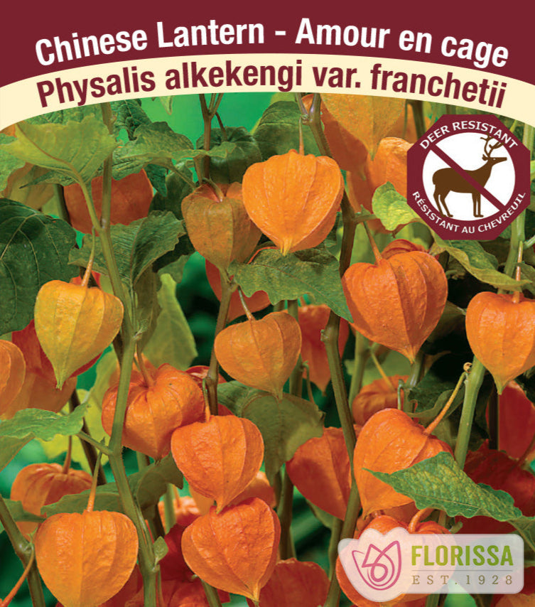 Physalis alkekengi var. - franchetii, 1 Pack