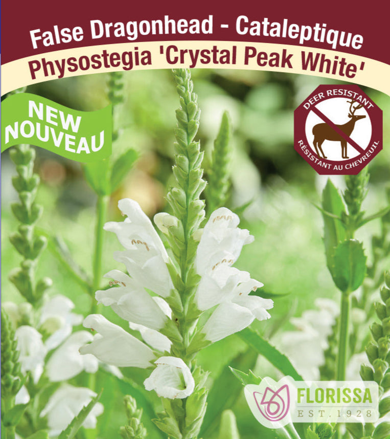 Physostegia virginiana
