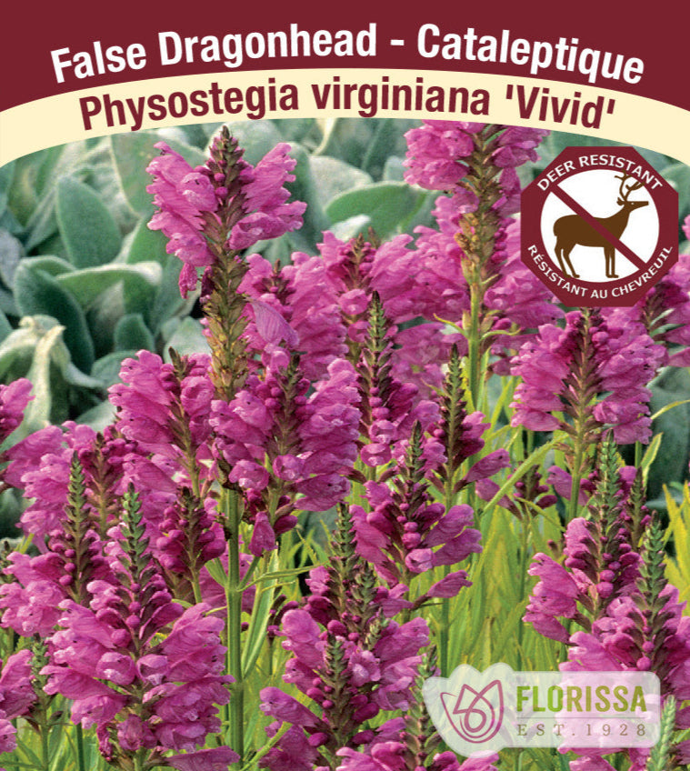 Physostegia virginiana - Vivid, 1 Pack