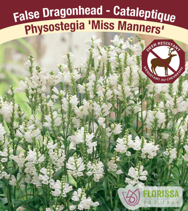 Physostegia virginiana - Miss Manners, 1 Pack