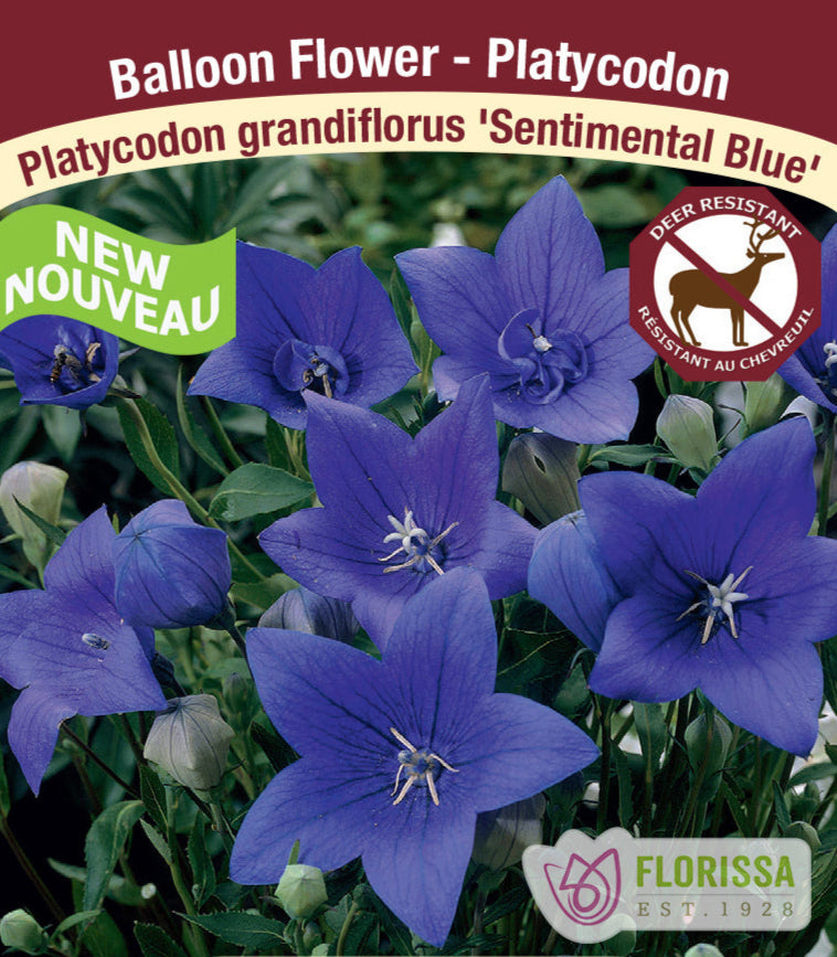 Platycodon grandiflorus - Sentimental Blue, 1 Pack