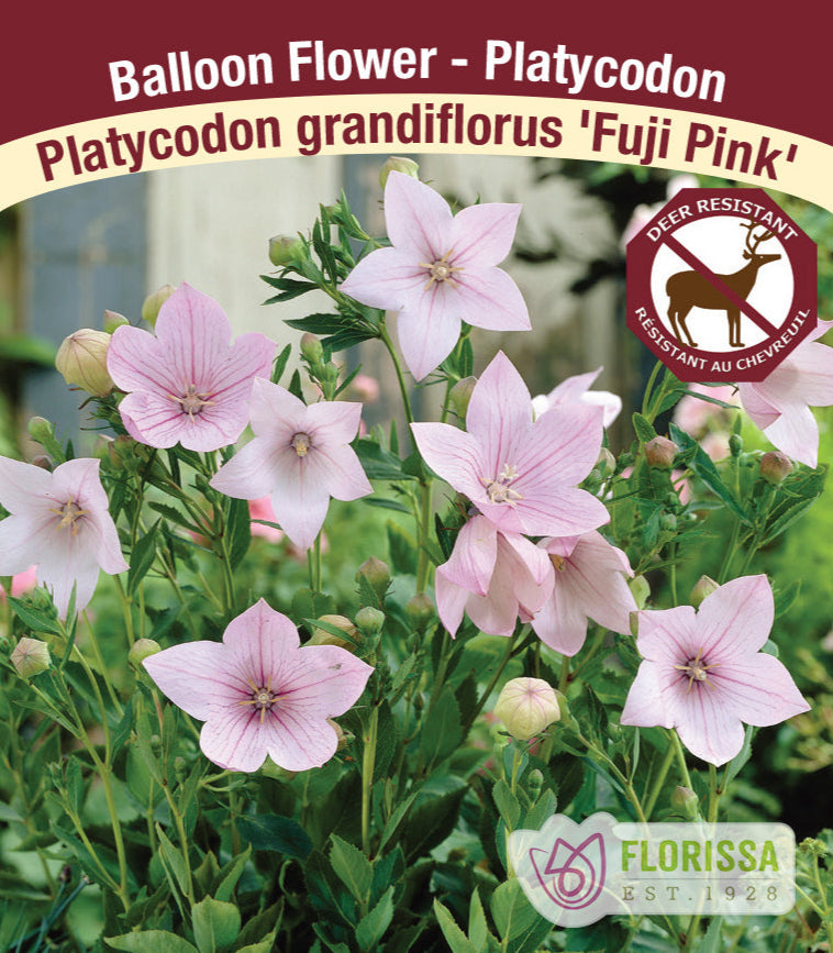 Platycodon grandiflorus - Fuji Pink, 1 Pack