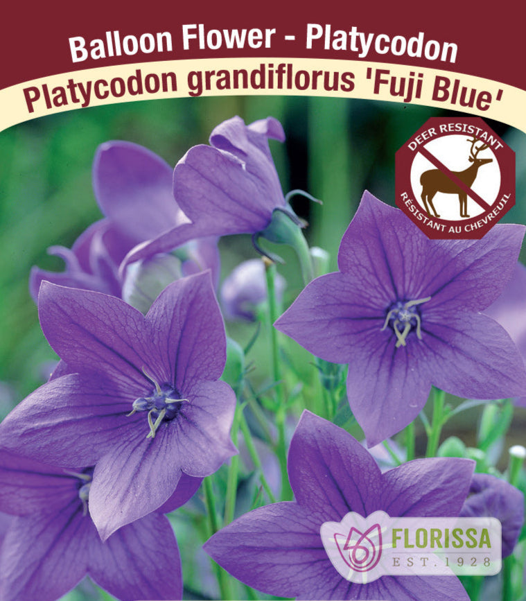 Platycodon grandiflorus - Fuji Blue, 1 Pack