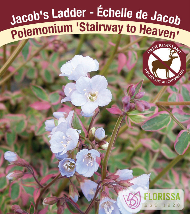 Polemonium reptans - Stairway to Heaven, 1 Pack