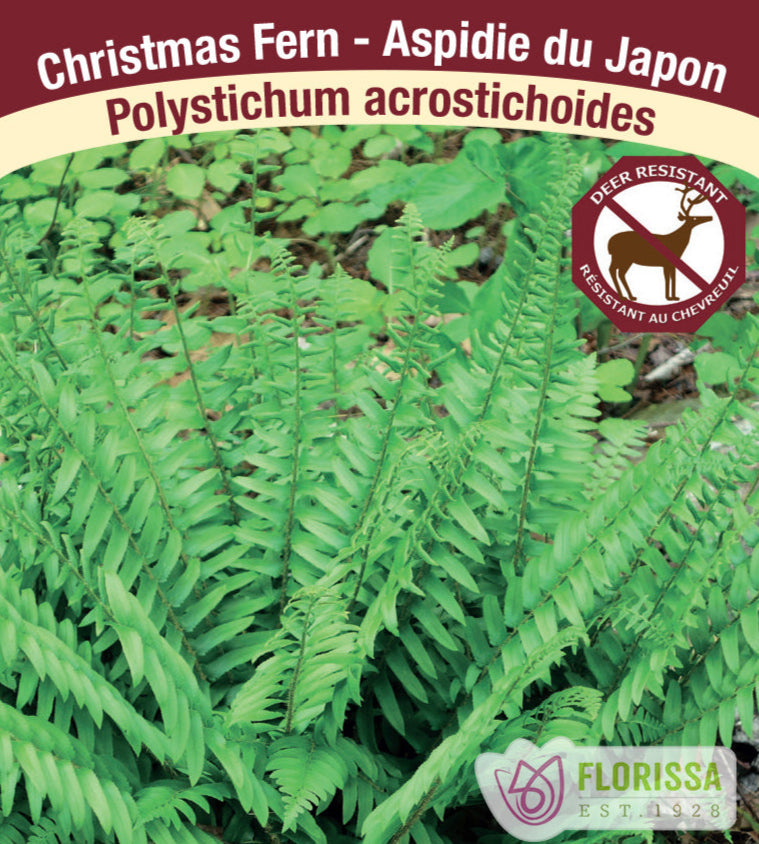 Christmas Fern - Poloystichim acrostichoides, 1 Pack