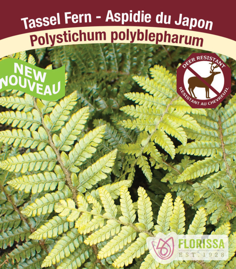Japanese Tassel Fern - Polystichim polyblepharum, 1 Pack